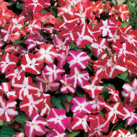 Бальзамін Balance Star Balance, 10 шт, Hem Genetics