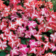 Бальзамін Balance Star Balance, 1000 шт, Hem Genetics