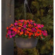 Бальзамін Beacon F1 Sanibel Mix, 100 шт, PanAmerican