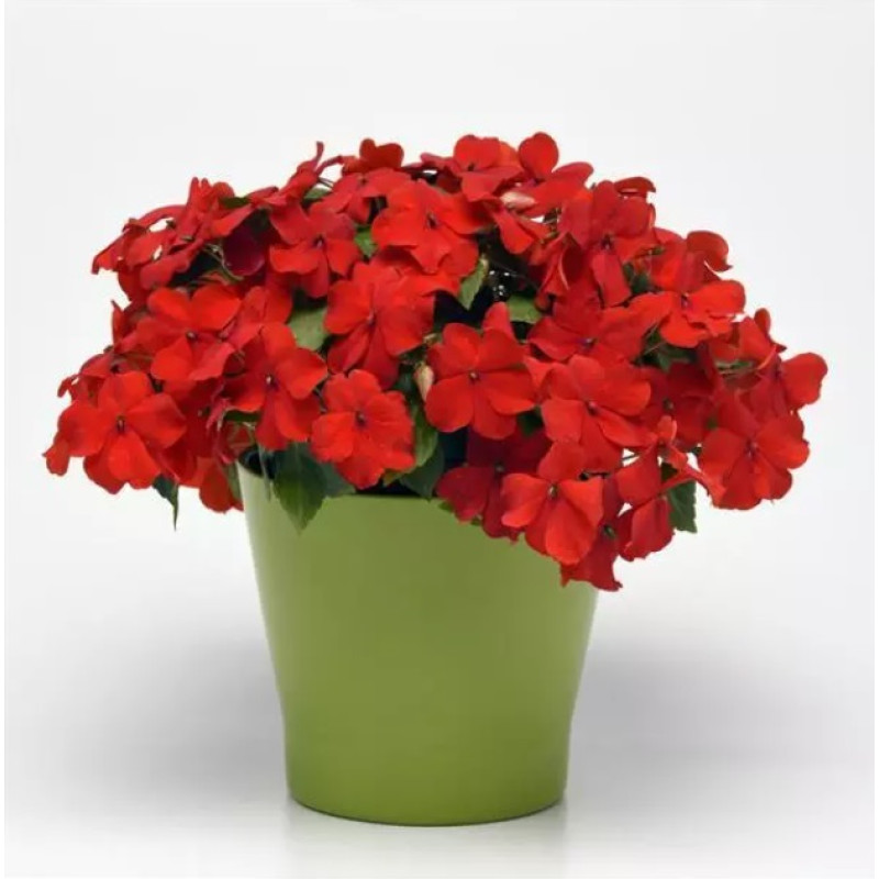 Бальзамін Beacon F1 Bright Red, 1000 шт, PanAmerican