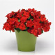Бальзамін Beacon F1 Bright Red, 1000 шт, PanAmerican