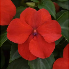 Бальзамін Beacon F1 Bright Red, 25 шт, PanAmerican