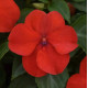 Бальзамін Beacon F1 Bright Red, 1000 шт, PanAmerican