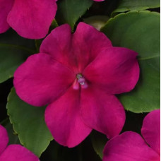 Бальзамін Beacon F1 Violet Shades, 25 шт, PanAmerican