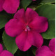 Бальзамін Beacon F1 Violet Shades, 1000 шт, PanAmerican