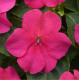 Бальзамін Beacon F1 Rose, 100 шт, PanAmerican
