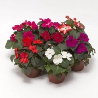Бальзамін Imara™ XDR Mix, 10 шт, Syngenta
