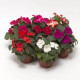 Бальзамін Imara™ XDR Mix, 10 шт, Syngenta