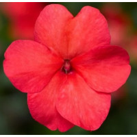 Бальзамін Imara™XDR Salmon Shades, 100 шт, Syngenta