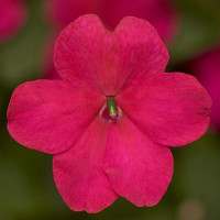 Бальзамін  Imara™ XDR Rose, 100 шт, Syngenta