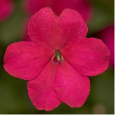 Бальзамін  Imara™ XDR Rose, 1000 шт, Syngenta
