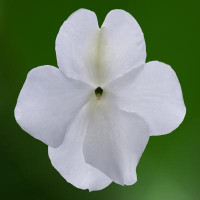 Бальзамін Imara™XDR White, 1000 шт, Syngenta