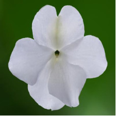 Бальзамін Imara™XDR White, 1000 шт, Syngenta