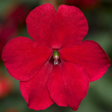 Бальзамін Imara™ Red, 500 шт, Syngenta