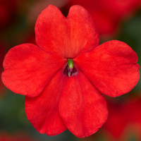 Бальзамін Imara™ Orange, 100 шт, Syngenta