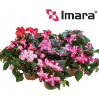 Бальзамін Imara™ XL Star Mix, 100 шт, Syngenta