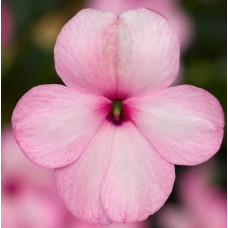 Бальзамін Imara™ XDR Pink, 100 шт, Syngenta