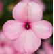 Бальзамін Imara™ XDR Pink, 500 шт, Syngenta