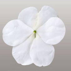 Бальзамин Lollipop™: Coconut White