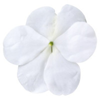 Бальзамін Lollipop™: Coconut White, 25 шт, Benary