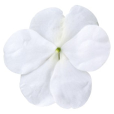 Бальзамін Lollipop™: Coconut White, 25 шт, Benary