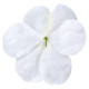 Бальзамін Lollipop™: Coconut White, 25 шт, Benary