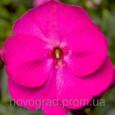 Бальзамин новогв Florific™ Violet