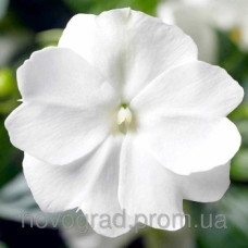 Бальзамин новогв Florific™ White