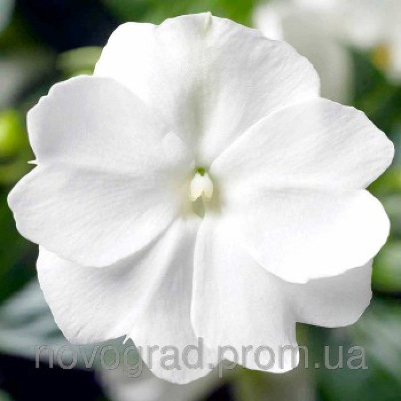 Бальзамин новогв Florific™ White