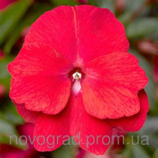 Бальзамин новогв Florific™ Red