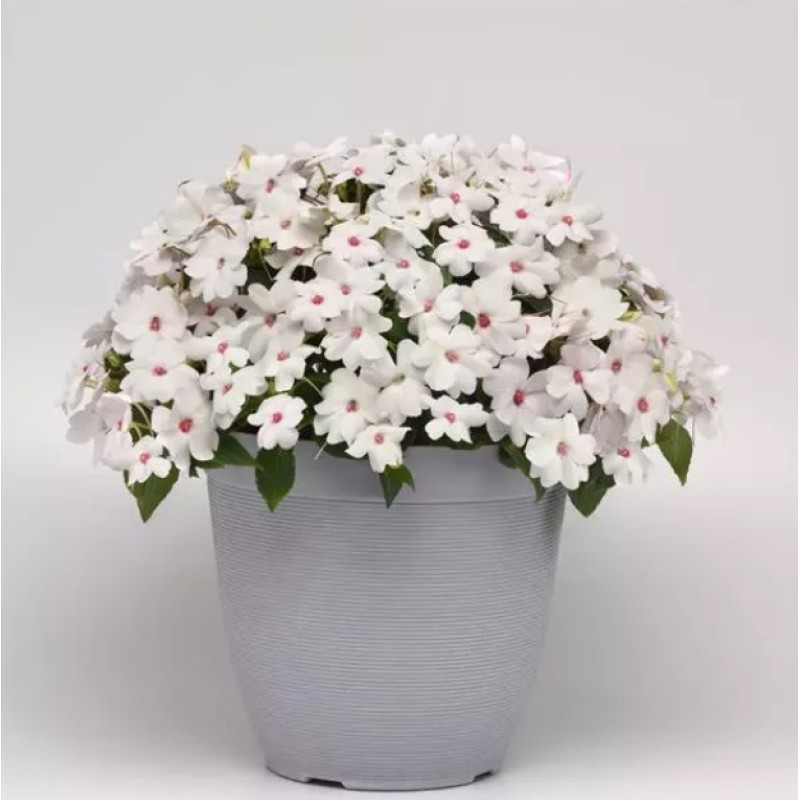 Бальзамін Solarscape® White Shimmer, 25 шт, PanAmerican