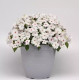Бальзамін Solarscape® White Shimmer, 25 шт, PanAmerican
