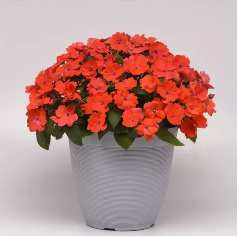 Бальзамін Solarscape® Orange Burst, 5 шт, PanAmerican
