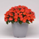 Бальзамін Solarscape® Orange Burst, 5 шт, PanAmerican
