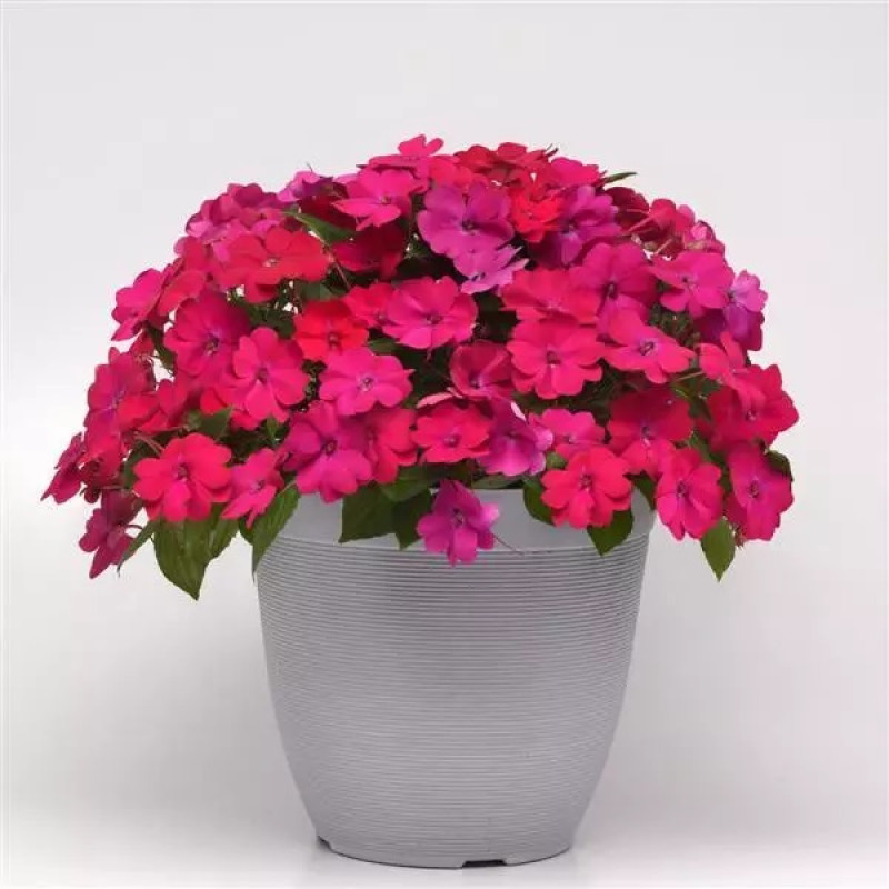 Бальзамін Solarscape® Magenta Bliss, 5 шт, PanAmerican