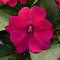 Бальзамін Solarscape® Magenta Bliss, 5 шт, PanAmerican