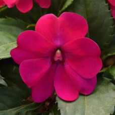 Бальзамін Solarscape® Magenta Bliss, 5 шт, PanAmerican