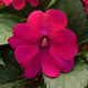 Бальзамін Solarscape® Magenta Bliss, 5 шт, PanAmerican