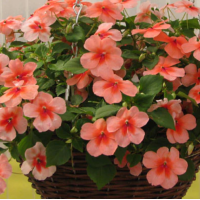 Бальзамин SUPER ELFIN® XP F1 Salmon Splash