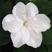 Бальзамин SUPER ELFIN® XP F1 WHITE