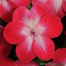 Бальзамин SUPER ELFIN® XP F1 RED STARBURST