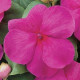 Бальзамин SUPER ELFIN® XP F1 ROSE XP