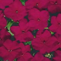 Бальзамин Tempo: Burgundy 