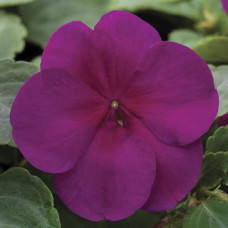 Бальзамин Уоллера Xtreme™ Violet
