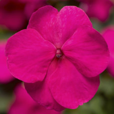 Бальзамин Уоллера Xtreme™ Bright Rose