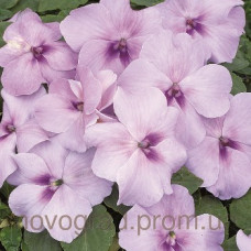 Бальзамин Уоллера Xtreme™ Lavender