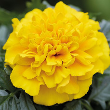 Чорнобривці відкл Chica™ yellow, 50 шт, Hem Genetics
