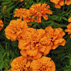 Бархатцы Super Hero™: Deep Orange