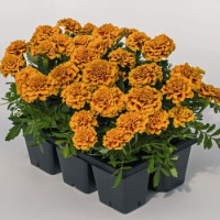 Чорнобривці Super Hero™: Orange Bee, 50 шт, Benary