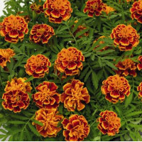 Чорнобривці Super Hero™: Orange Flame, 250 шт, Benary